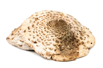 cap of the parasol mushroom (Macrolepiota procera)