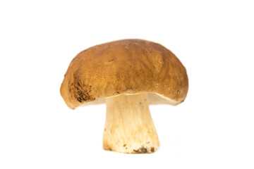 Cep mushroom (Boletus edulis) penny bun, porcino, porcini