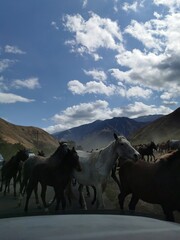horses on the mountain