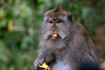 portrait of a macaque