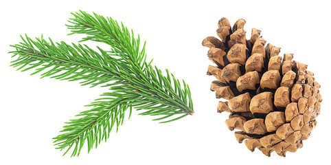 Green fir tree spruce branch with needles and pine cone isolated on a white background.
