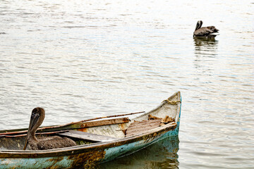 Scenic view of a pelican swimming in the water and another one in the boat