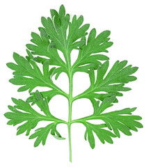 Fototapeta premium Top view of medicinal wormwood isolated on a white background. Fresh sagebrush sprig.