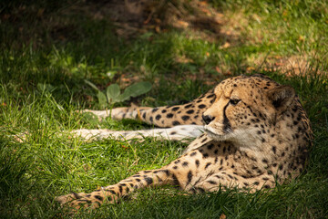 Naklejka na ściany i meble Cheetah lying on the ground