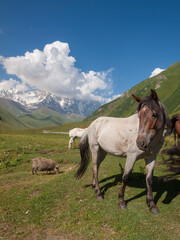 Fototapeta na wymiar Horses near Mount Shkhara in Svaneti, Georgia