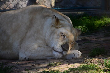 Naklejka na ściany i meble Beautiful rare white lioness resting on a sunny day