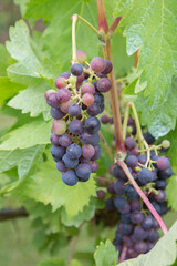 Red Grapes on Vine Plant