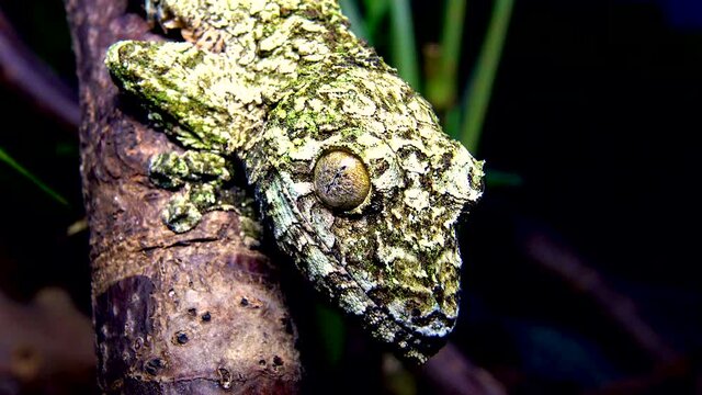 Mossy leaf-tailed gecko (Uroplatus sikorae), lizard with camouflage color on a tree branch