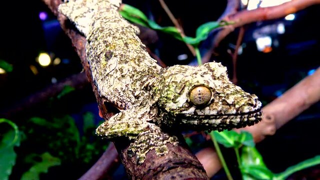 Mossy leaf-tailed gecko (Uroplatus sikorae), lizard with camouflage color on a tree branch