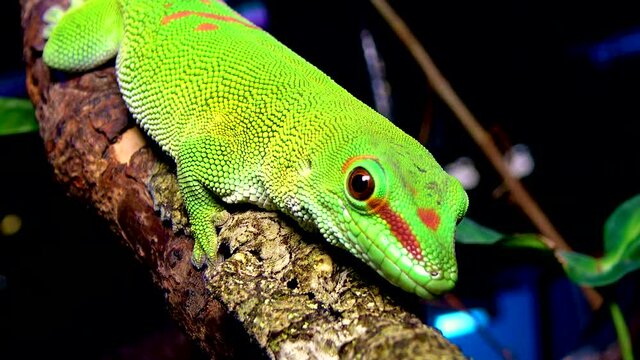A gecko sits on a tree branch, (Phelsuma madagascariensis)  is a species of day gecko that lives in Madagascar