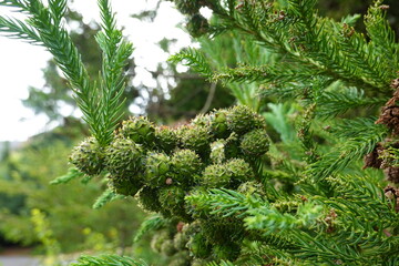 Cryptomeria japonica. Also called Sugi, Japanese cedar or Japanese redwood.
