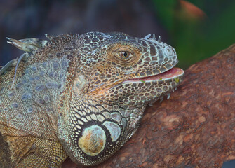 Iguana head on a branch of a large tree in a tropical forest