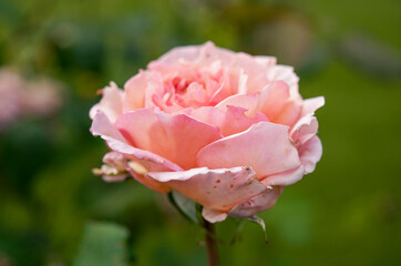 Autumn of flowers is coming