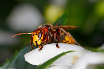 Hornisse, Vespa crabro