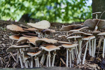 Cluster of many yellow wood fungi that appear on grass and tree trunks. View from the front. Flat mushrooms with long stems.