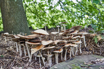 Cluster of many yellow wood fungi that appear on grass and tree trunks. View from the front. Flat mushrooms with long stems.