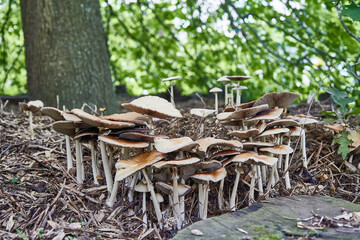 Cluster of many yellow wood fungi that appear on grass and tree trunks. View from the front. Flat...