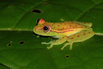Polka-dot Treefrog