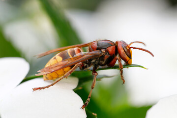 Hornisse, Vespa crabro
