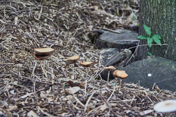 Cluster of many yellow wood fungi that appear on grass and tree trunks. View from the front. Flat mushrooms with long stems.