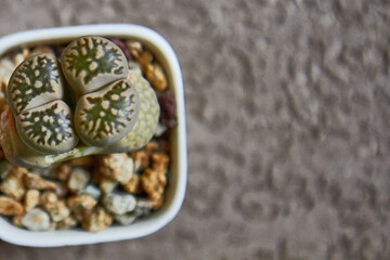 Lithops. Stone cactus seen from above with two leaves. View from above. Cactus in small square white pot on brown wall with textured coating.