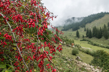 Rote Bteberitzen beeren vor Alm im Nebel