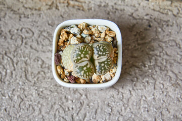 Lithops. Stone cactus seen from above with two leaves. View from above. Cactus in small square white pot on brown wall with textured coating.