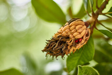 Fruit of the magnolia tree, magnolia grandiflora, still on the tree hanging among the leaves. Background out of focus. Close up view of fruit opening with seeds in view.