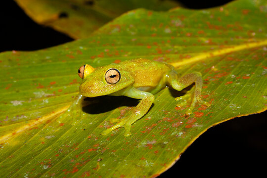 Demerara falls treefrog