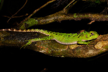Enyalioides laticeps
