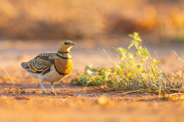 Pin-tailed sandgrouse (Pterocles alchata), steppe bird perched on the ground in alert position.