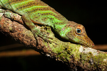 Anolis transversalis in Yasuni National Park