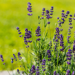 Purple lavender flowers on blurred green background.