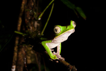 Rana mono de líneas blancas / White-lined Monkey Frog