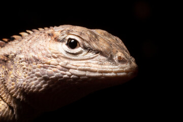 Guagsas iridiscentes de la costa