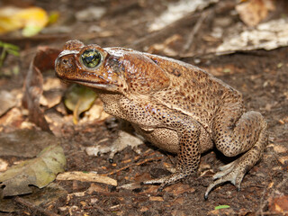 Toad at Yasuni