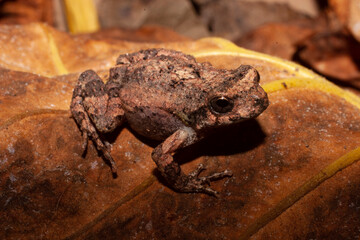 Engystomops
