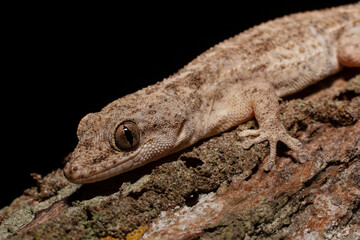 bearded dragon lizard