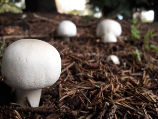 Mushrooms in the Forest 