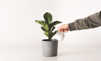 Hand watering houseplants ficus in pot white minimalistic background. Home plants care concept.