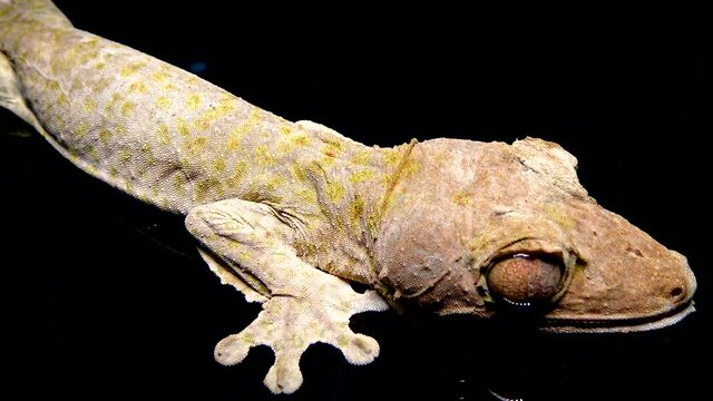 Henkel's leaf-tailed gecko (Uroplatus henkeli), lizard with camouflage color on a tree branch