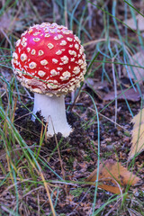 Toadstool, a small poisonous mushroom among the autumn forest leaves