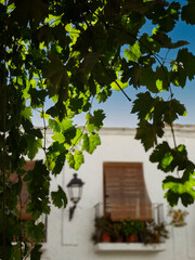 Fototapeta premium Bajo la sombra de las parras