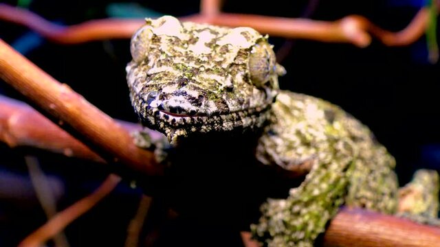 Mossy leaf-tailed gecko (Uroplatus sikorae), lizard with camouflage color on a tree branch