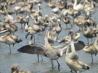 flock of flamingos