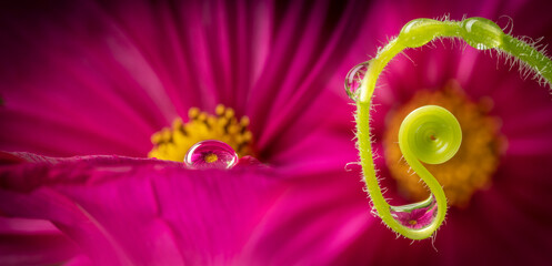 flower and dew drops - macro photo
