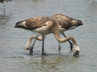 Flamingos pair