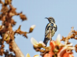 Purple sunbird bird on a branch