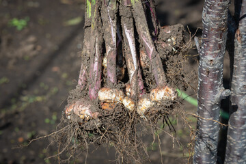 Gladiolus flower bulbs. Drying, preparation for winter.