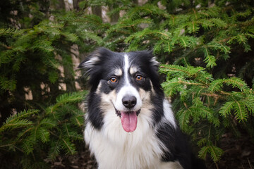 Border collie is sitting in the bush. Autumn photoshooting in park.